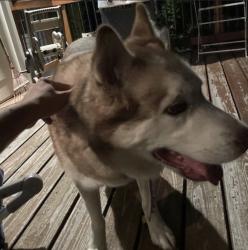 Found/Stray Unknown Dog last seen Near Beehnon way, Raleigh, NC 27603