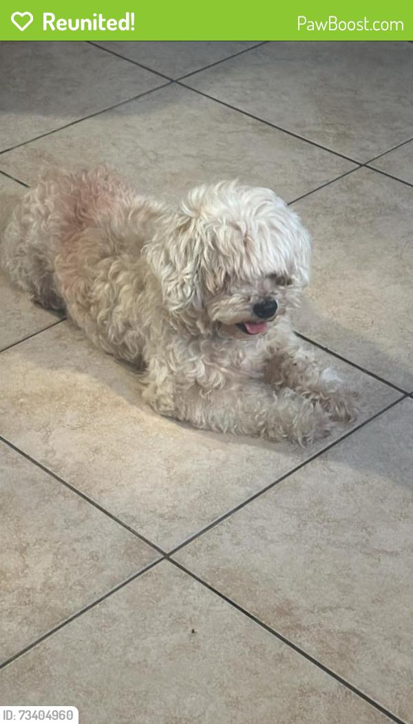 Reunited Male Dog last seen 5th magnolia, Long Beach, CA 90802
