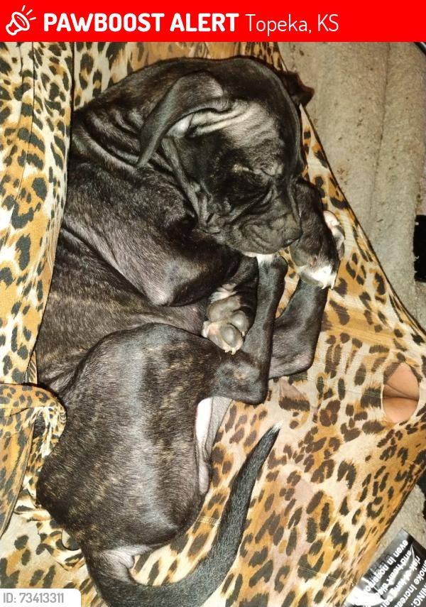 Lost Male Dog last seen 19th and adams, Topeka, KS 66607