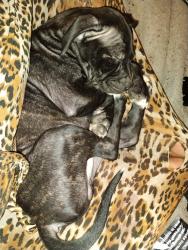 Lost Male Dog last seen 19th and adams, Topeka, KS 66607