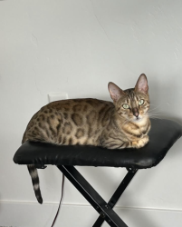 Lost Female Cat last seen seven skies apmt building 4. 132 E Midvillage Blvd, Sandy, UT, Sandy, UT 84070