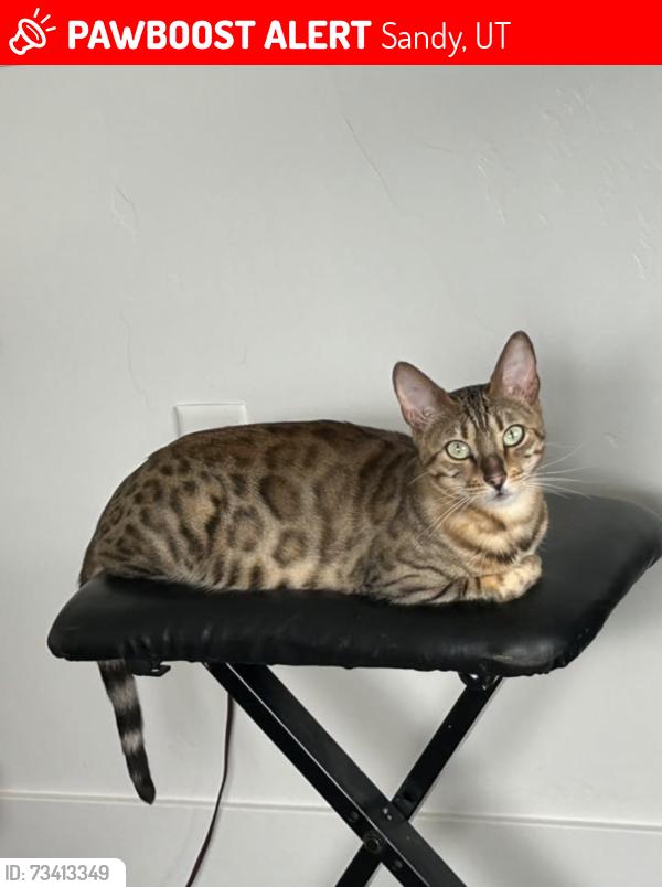 Lost Female Cat last seen seven skies apmt building 4. 132 E Midvillage Blvd, Sandy, UT, Sandy, UT 84070