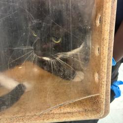 Shelter Stray Male Cat last seen , Animal Care & Control Team of Philly, 111 W Hunting Park Ave, Philadelphia, PA 19140, USA