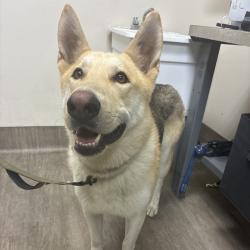 Shelter Stray Male Dog last seen , 361 S Raymond Ave, Pasadena, CA 91105, USA