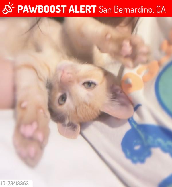 Lost Male Cat last seen Help us find Nino! Domestic Shorthair last seen at 1909 Business Center Dr San Bernardino CA 92408., San Bernardino, CA 92408