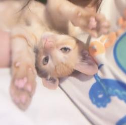 Lost Male Cat last seen Help us find Nino! Domestic Shorthair last seen at 1909 Business Center Dr San Bernardino CA 92408., San Bernardino, CA 92408
