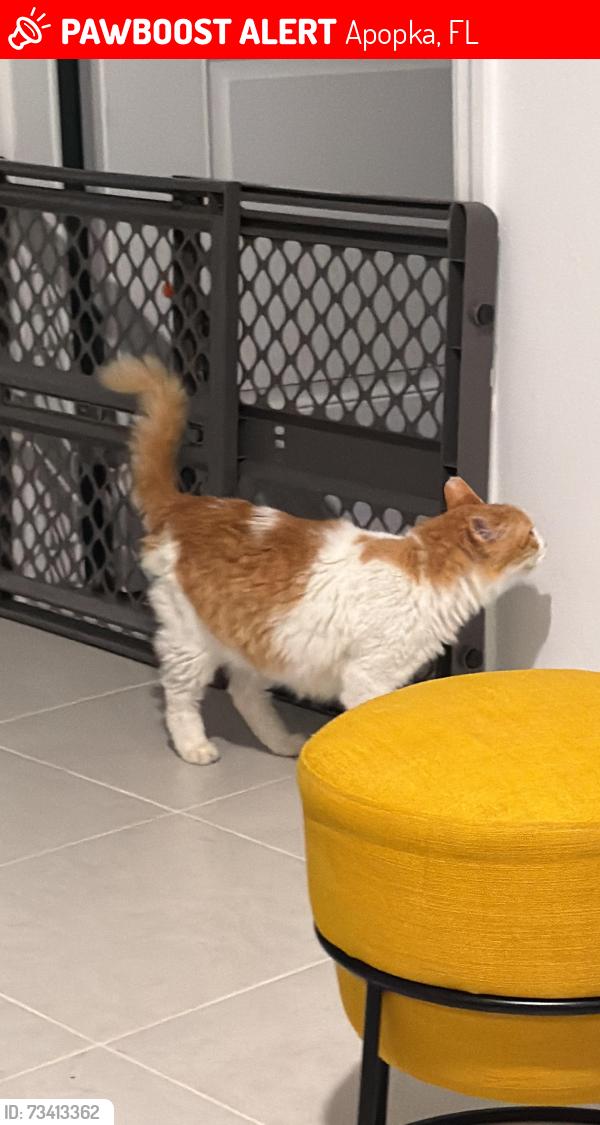 Lost Male Cat last seen Apopka, Apopka, FL 32703