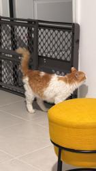 Lost Male Cat last seen Apopka, Apopka, FL 32703