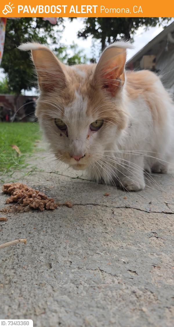 Found/Stray Male Cat last seen Garey/ Beaver Ct, Pomona, CA 91766