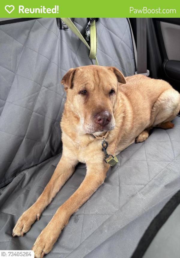Reunited Male Dog last seen Prescott, Portland, OR 97218