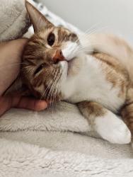 Lost Female Cat last seen Sandridge, Hubert, NC 28539