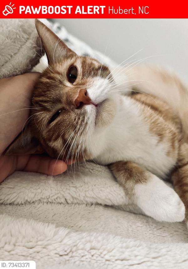 Lost Female Cat last seen Sandridge, Hubert, NC 28539