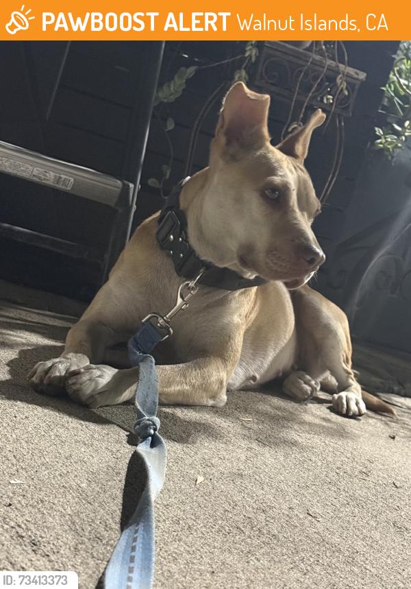Found/Stray Female Dog last seen Lorencita, Walnut Islands, CA 91724