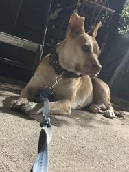 Found/Stray Female Dog last seen Lorencita, Walnut Islands, CA 91724