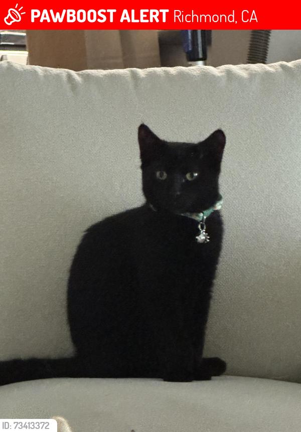 Lost Female Cat last seen Bella vista apmts building 38, Richmond, CA 94806