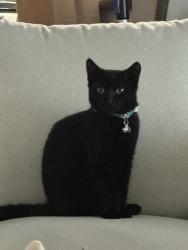 Lost Female Cat last seen Bella vista apmts building 38, Richmond, CA 94806