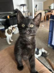 Lost Male Cat last seen Near street i, Greeley, CO 80634