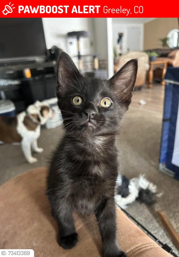 Lost Male Cat last seen Near street i, Greeley, CO 80634