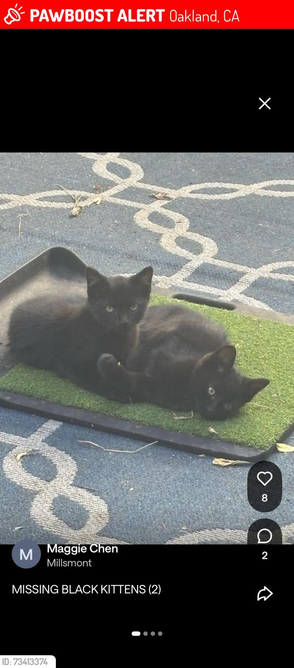 Lost Unknown Cat last seen Delmont & Hillmont, Oakland, CA 94605