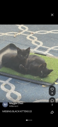 Lost Unknown Cat last seen Delmont & Hillmont, Oakland, CA 94605