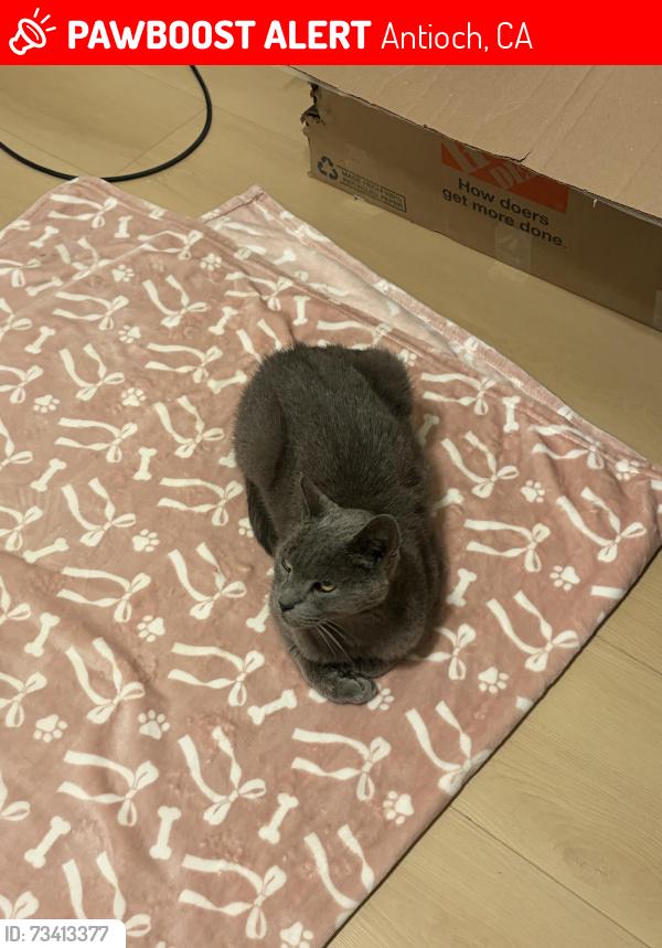 Lost Male Cat last seen Village Pointe, Antioch, CA 94509