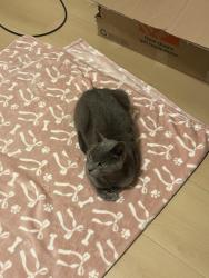 Lost Male Cat last seen Village Pointe, Antioch, CA 94509