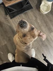 Lost Male Dog last seen Bledsoe and Herrick, Los Angeles, CA 91342