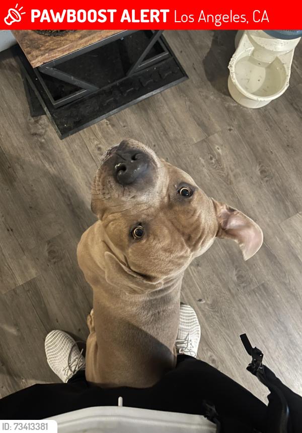 Lost Male Dog last seen Bledsoe and Herrick, Los Angeles, CA 91342