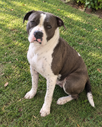 Found/Stray Male Dog last seen Risco Park, Miami, FL 33125