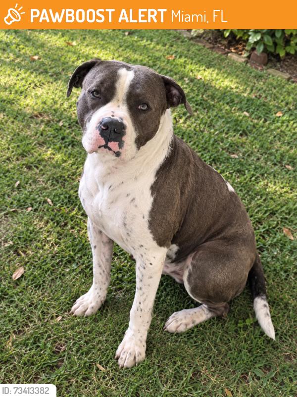 Found/Stray Male Dog last seen Risco Park, Miami, FL 33125