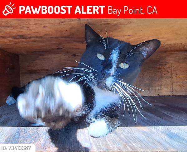 Lost Male Cat last seen Loftus rd and hanlon way, Bay Point, CA 94565
