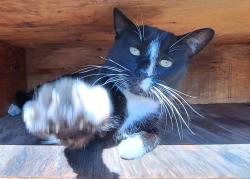 Lost Male Cat last seen Loftus rd and hanlon way, Bay Point, CA 94565
