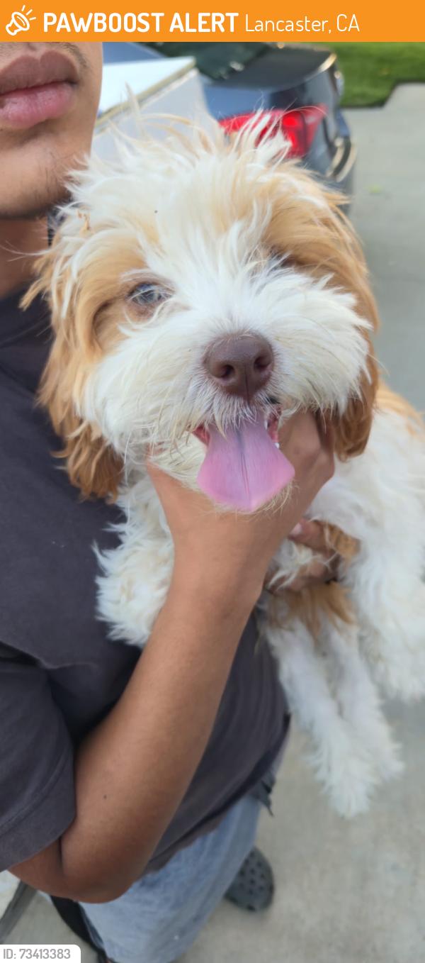 Found/Stray Male Dog last seen 30th street east and Newgrove St, Lancaster, CA 93535