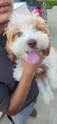 Found/Stray Male Dog last seen 30th street east and Newgrove St, Lancaster, CA 93535
