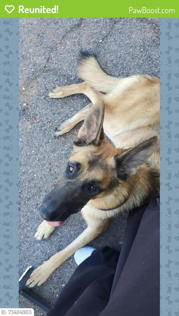 Reunited Unknown Dog last seen Near ave ocotillo, Glendale, AZ 85303