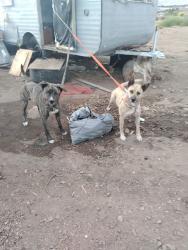 Lost Female Dog last seen Lemon valley 89506, Lemmon Valley-Golden Valley, NV 89506