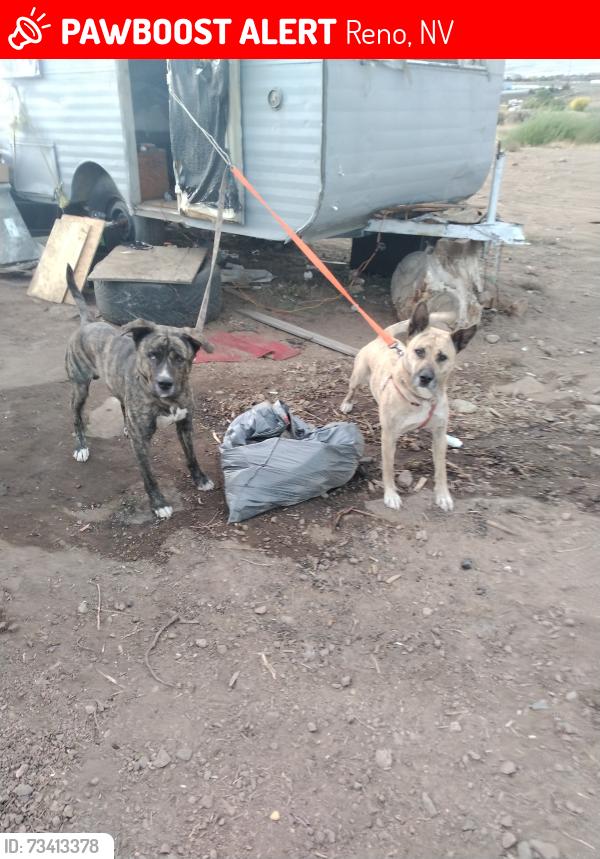 Lost Female Dog last seen Lemon valley 89506, Lemmon Valley-Golden Valley, NV 89506