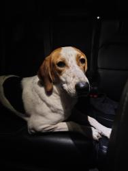 Found/Stray Female Dog last seen Blaney Ave behind Kroger on Blvd 26, North Richland Hills, TX 76180