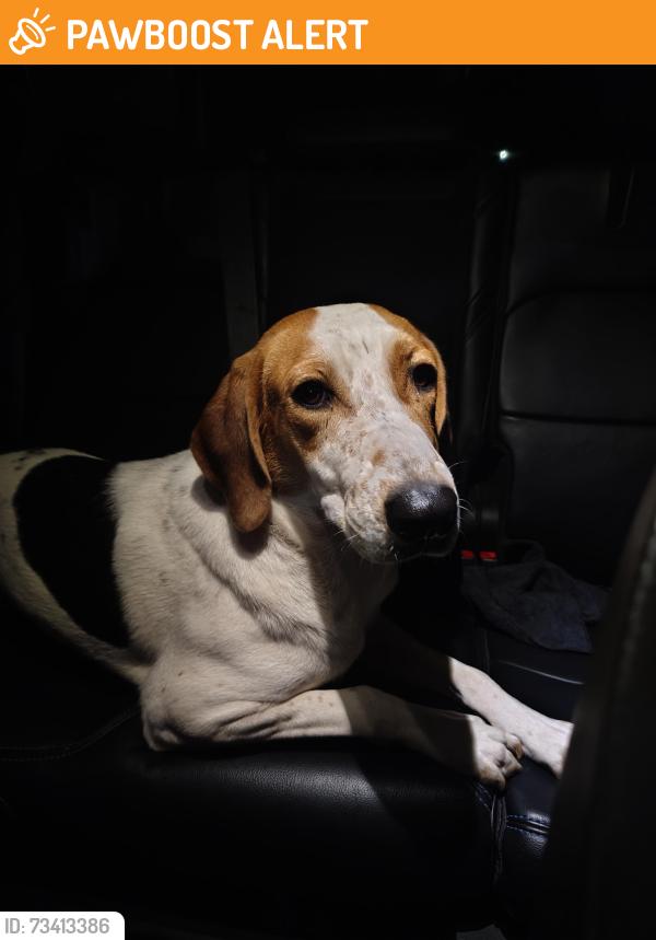 Found/Stray Female Dog last seen Blaney Ave behind Kroger on Blvd 26, North Richland Hills, TX 76180