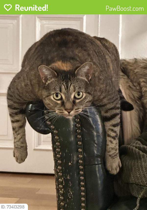 Reunited Female Cat last seen N Fairfax Ave & Fountain Ave, West Hollywood, CA 90046, USA, West Hollywood, CA 90046