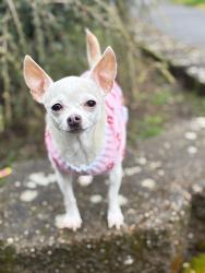 Lost Female Dog last seen Olympic middle school, Auburn, WA 98002