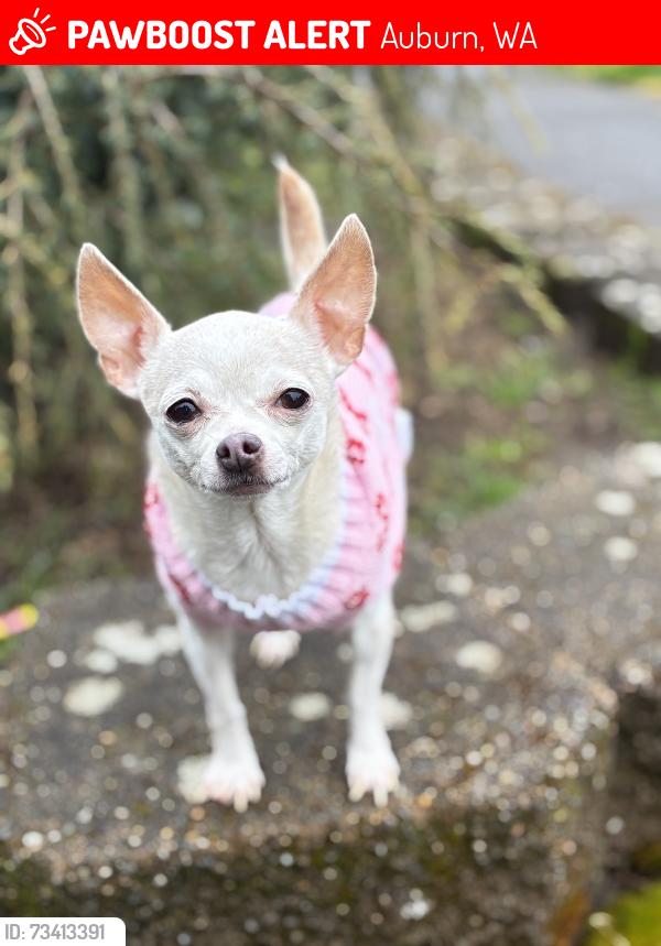 Lost Female Dog last seen Olympic middle school, Auburn, WA 98002