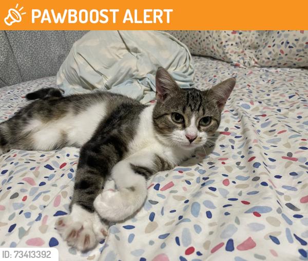 Found/Stray Male Cat last seen S. Hurstbourne Ln. right by the tree line where the Meijer is, Jefferson County, KY 40220