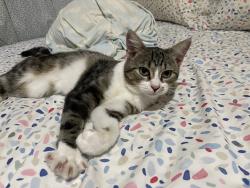 Found/Stray Male Cat last seen S. Hurstbourne Ln. right by the tree line where the Meijer is, Jefferson County, KY 40220