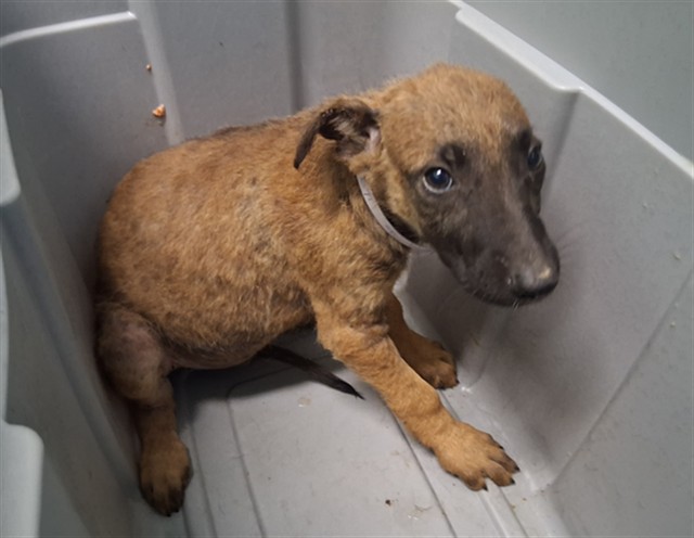 Shelter Stray Male Dog last seen , 216 W Victoria St, Gardena, CA 90248, USA