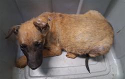 Shelter Stray Female Dog last seen , 216 W Victoria St, Gardena, CA 90248, USA