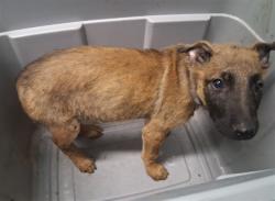 Shelter Stray Female Dog last seen , 216 W Victoria St, Gardena, CA 90248, USA