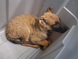 Shelter Stray Female Dog last seen , 216 W Victoria St, Gardena, CA 90248, USA