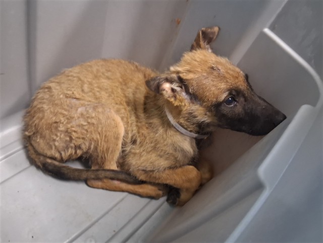 Shelter Stray Female Dog last seen , 216 W Victoria St, Gardena, CA 90248, USA