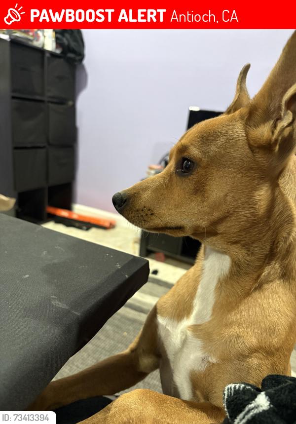 Lost Male Dog last seen Antioch flea market, Antioch, CA 94509